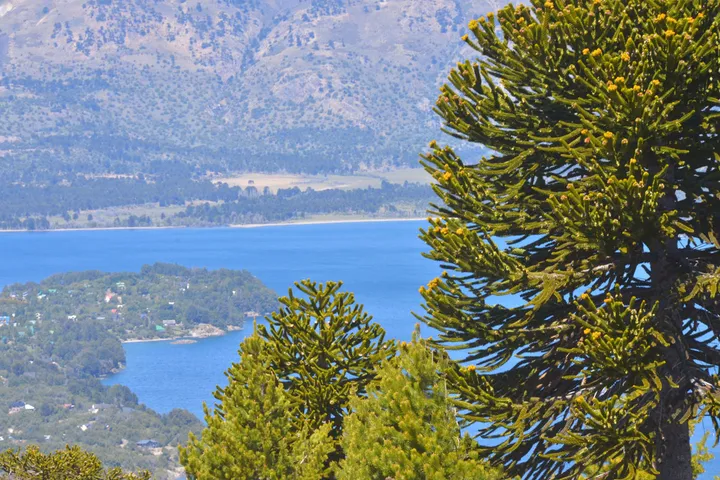 Araucaria con piñones sobre el lago Aluminé y la villa al fondo